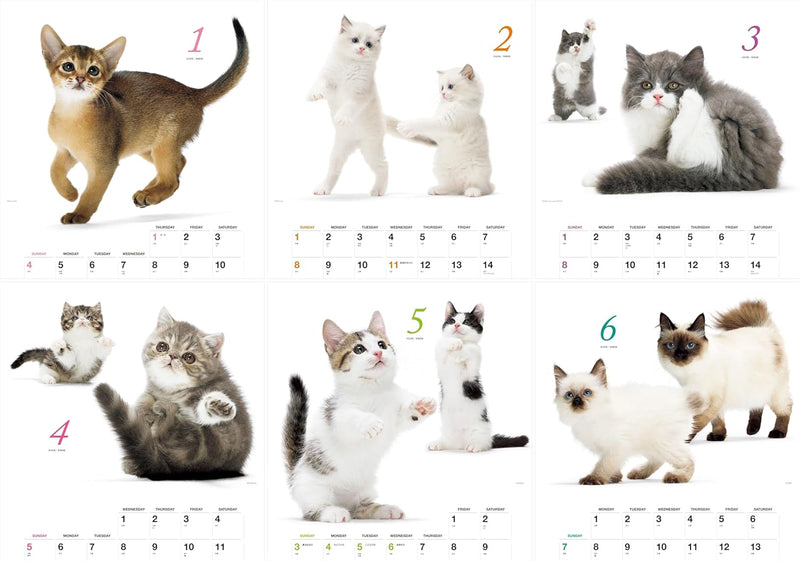 Honobono Koneko 2026 Calendar (Monthly/Wall Calendar)