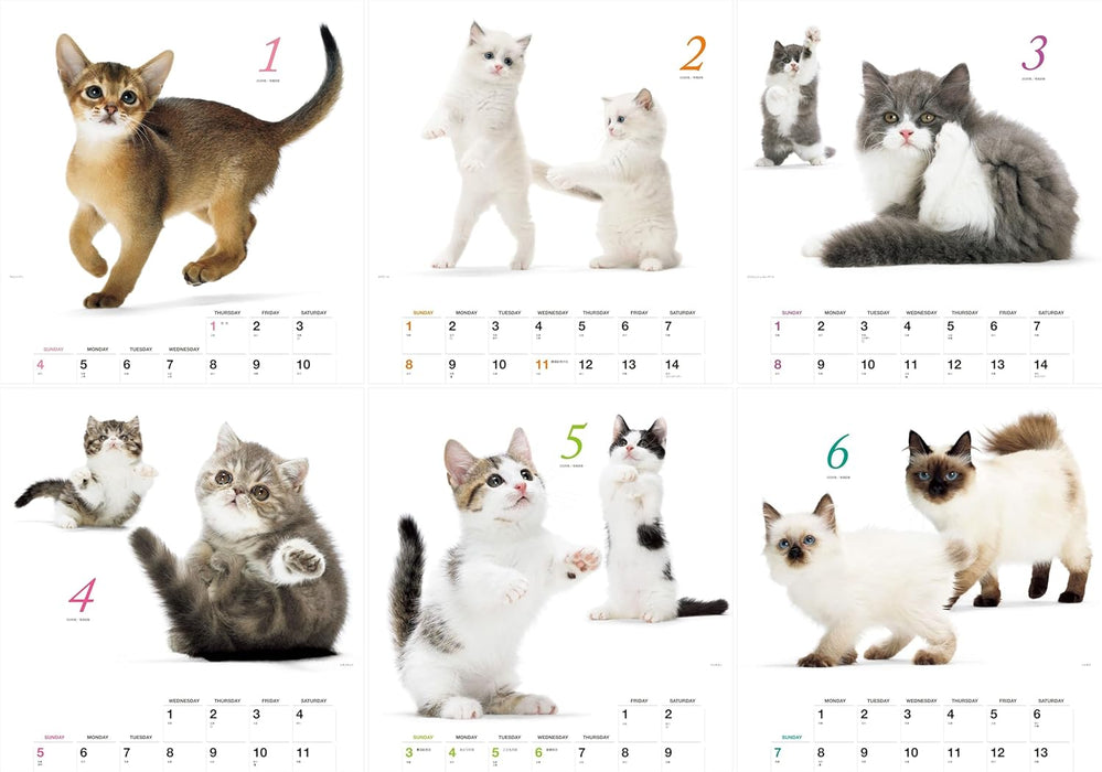 Honobono Koneko 2026 Calendar (Monthly/Wall Calendar)