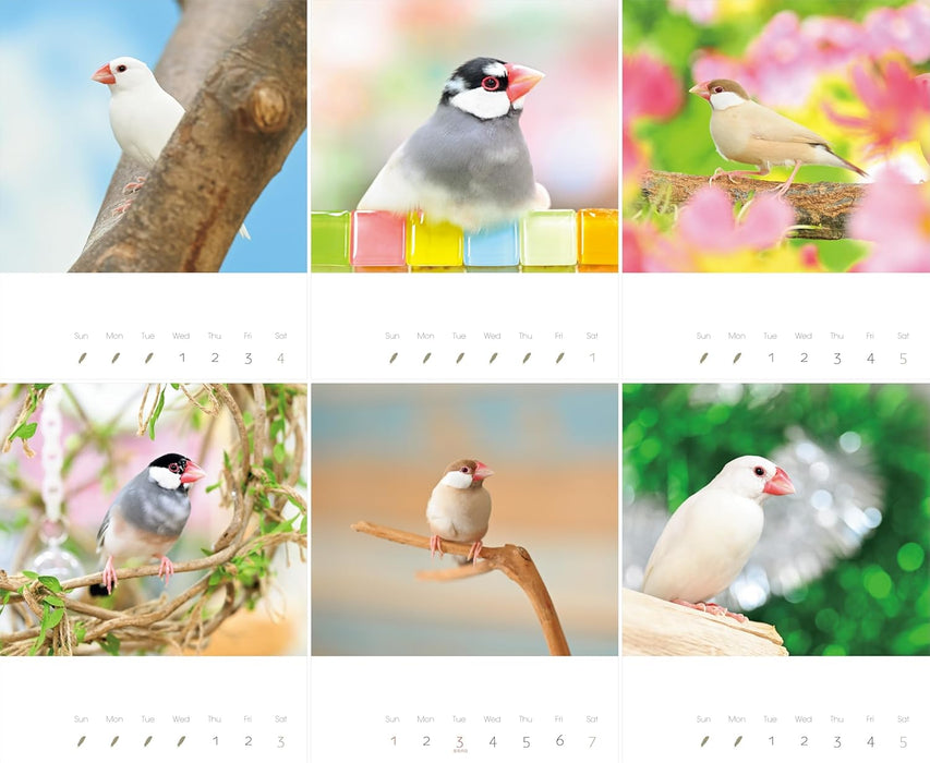 2026 Calendar Java Sparrow (Monthly/Wall Calendar) (Yama-Kei Calendar 2026)