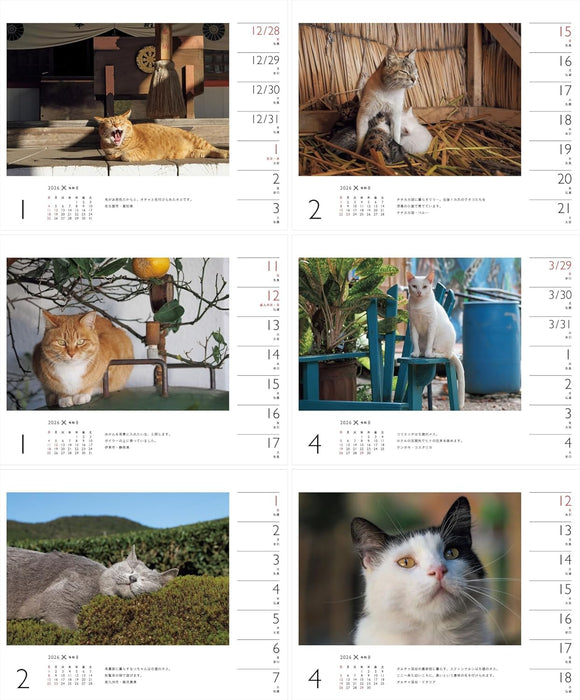Calendar 2026 Mitsuaki Iwago x Cat (Weekly/Desk Ring Calendar) (Yama-kei Calendar 2026)
