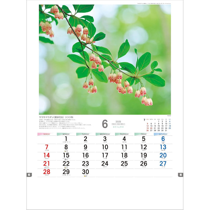 Todan 2026 Wall Calendar Japanese Wildflowers 53.5 x 38cm TD-818