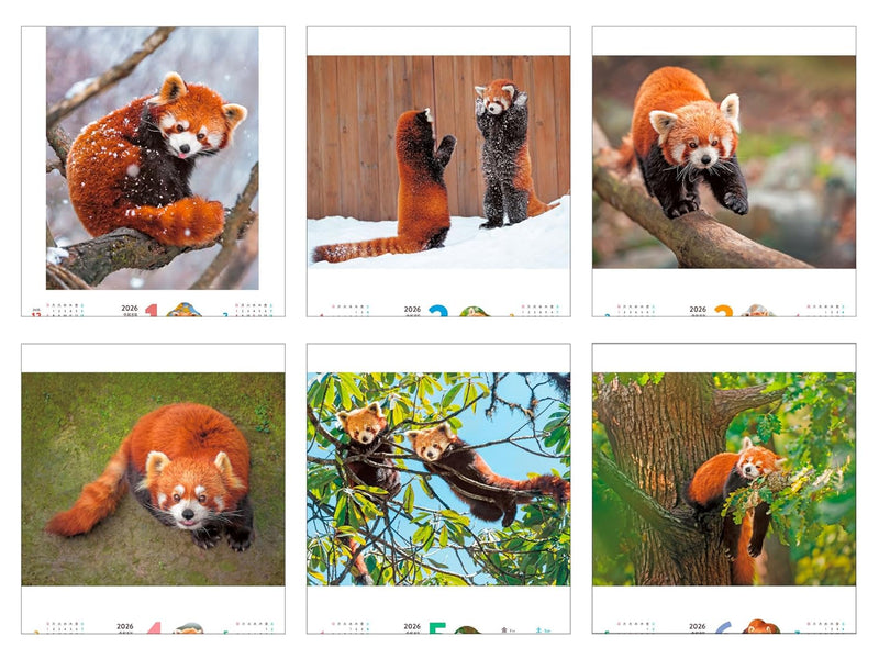Fuwa Mofu Red Panda 2026 Calendar (Monthly/Wall Calendar/420mm x 210mm) (Impress Calendar 2026)