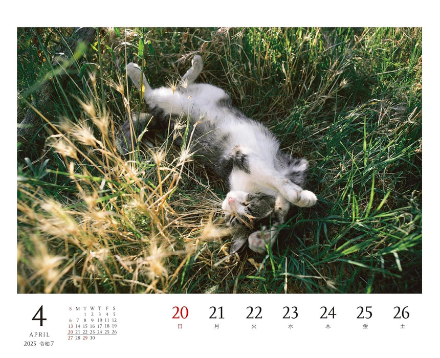 Mitsuaki Iwago Cat Desk Weekly Tear-Off Calendar 2025