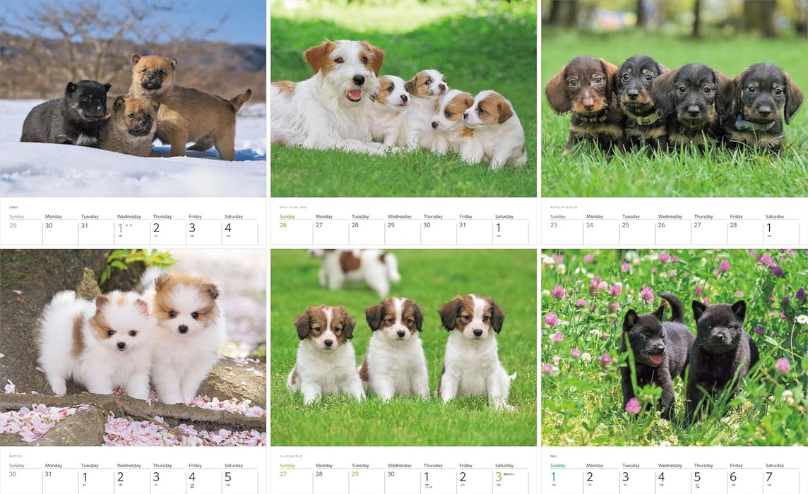 Calendar 2025 Dogs (Monthly/Wall Calendar) (Yama-kei Calendar 2025)