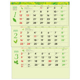 Todan 2025 Wall Calendar Green 3-Month eco M (From Top to Bottom Type / Perforated) 53.5 x 38cm TD-30940