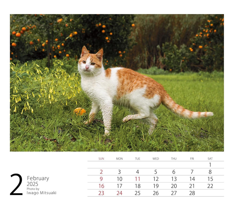 2025 Mini Calendar Mitsuaki Iwago Cats