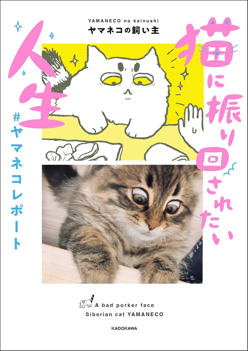 Neko ni Furimawasaretai Jinsei #YamanekoReport
