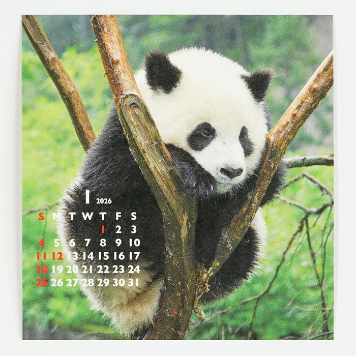 Greeting Life 2026 Desk Calendar Panda FD C-1693-PA