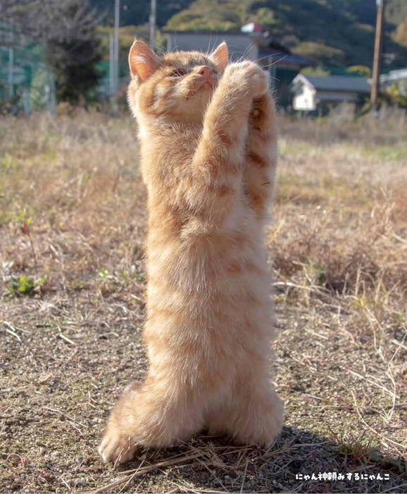 Hagoromo Nyan Kamisama. Masayoshi Yamamoto Tachi Neko 2026 Wall Calendar CL26-0399