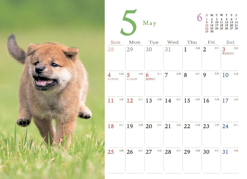 Shiba Inu Desk Calendar 2025