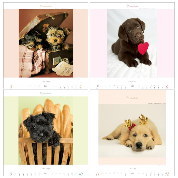 Todan 2025 Wall Calendar Love Dog - Rachel Hale Works - 53.5 x 38cm TD-933