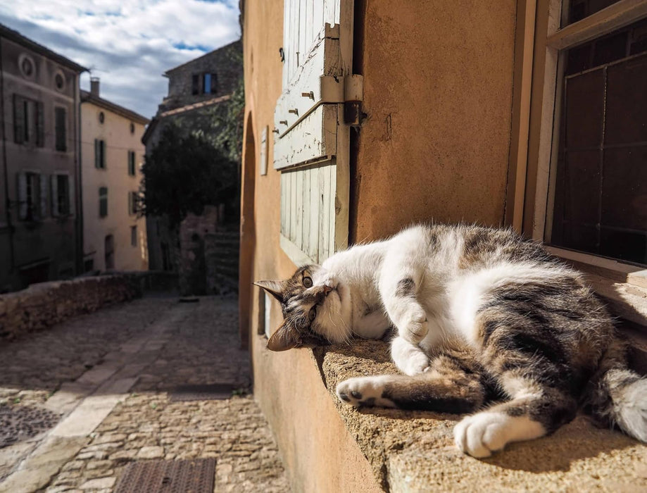 2026 Free Cats of the World Calendar