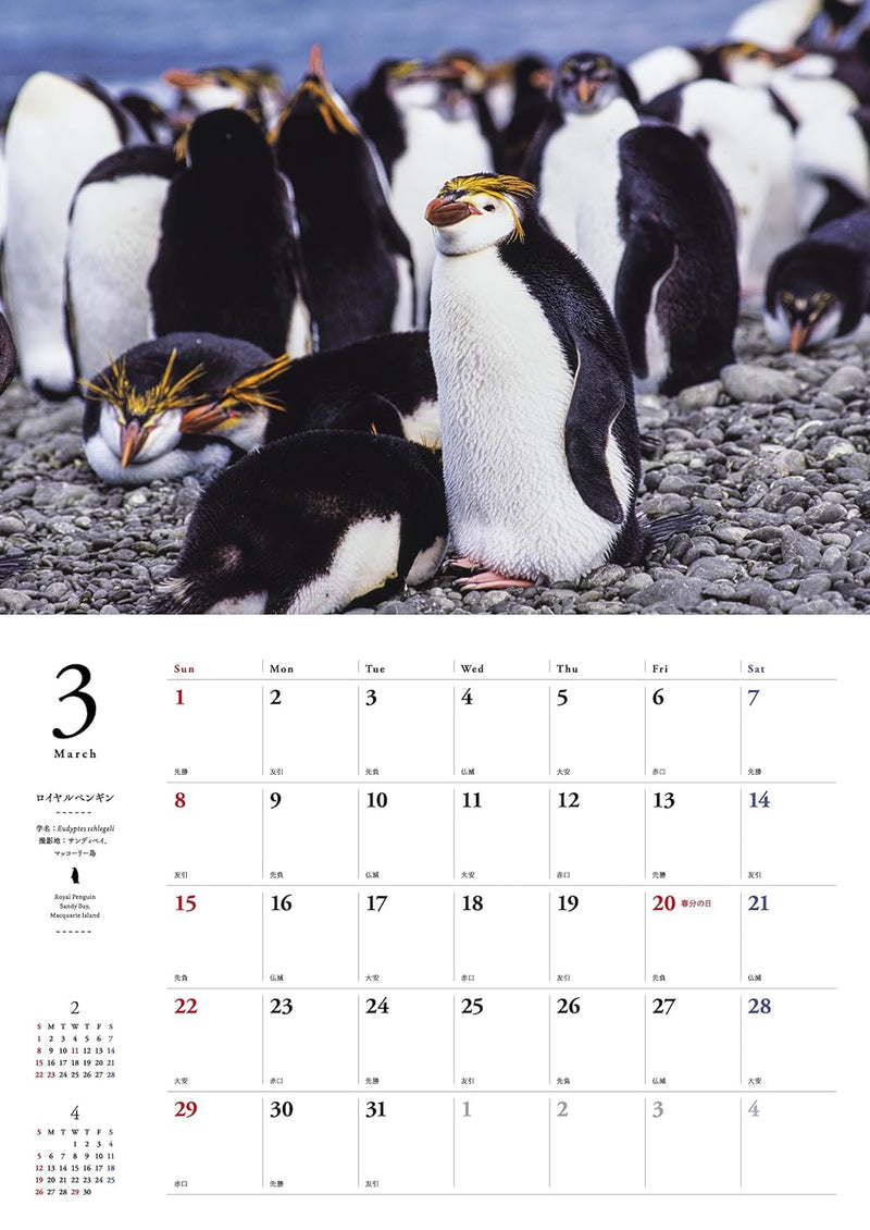 Penguins in Nature Calendar 2026