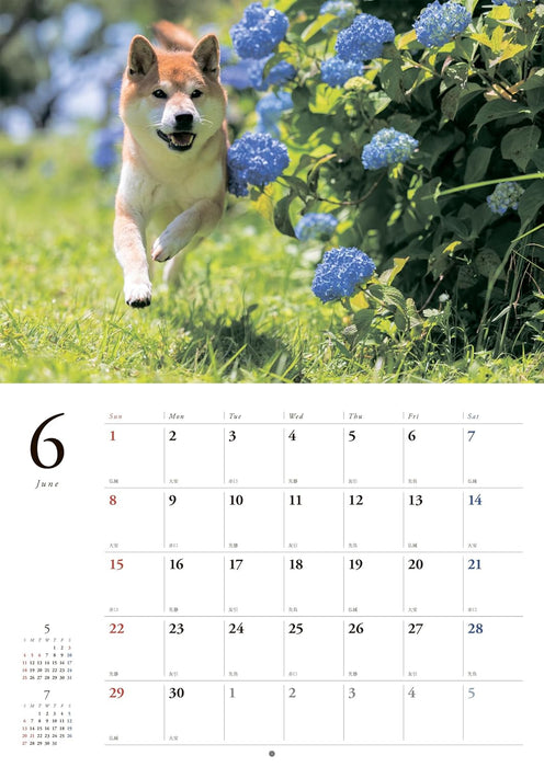 Japanese Shiba Inu Calendar 2025 (Wall Calendar)