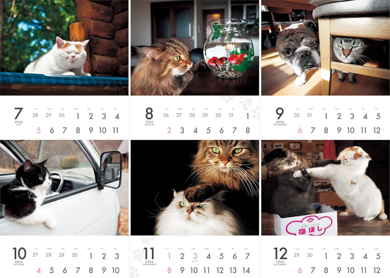 2026 MARCO's CAT CALENDAR Comical! (Yama-kei Calendar 2026)