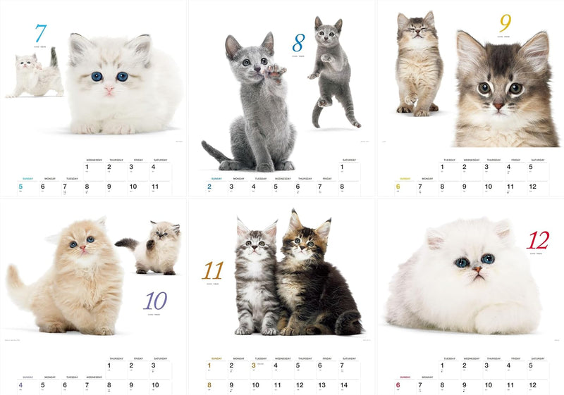 Honobono Koneko 2026 Calendar (Monthly/Wall Calendar)