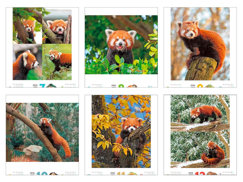 Fuwa Mofu Red Panda 2026 Calendar (Monthly/Wall Calendar/420mm x 210mm) (Impress Calendar 2026)