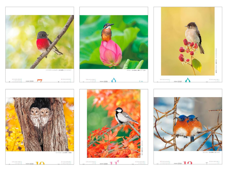 Mashikaku Calendar: Fuwamofu Kotori 2026 (Impress Calendar 2026)