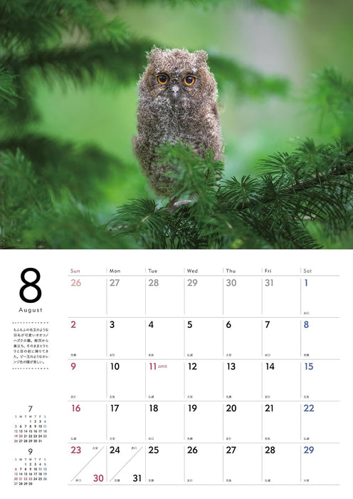 Adorable Wildlife of the Northern Forest Calendar 2026 (Wall Calendar)