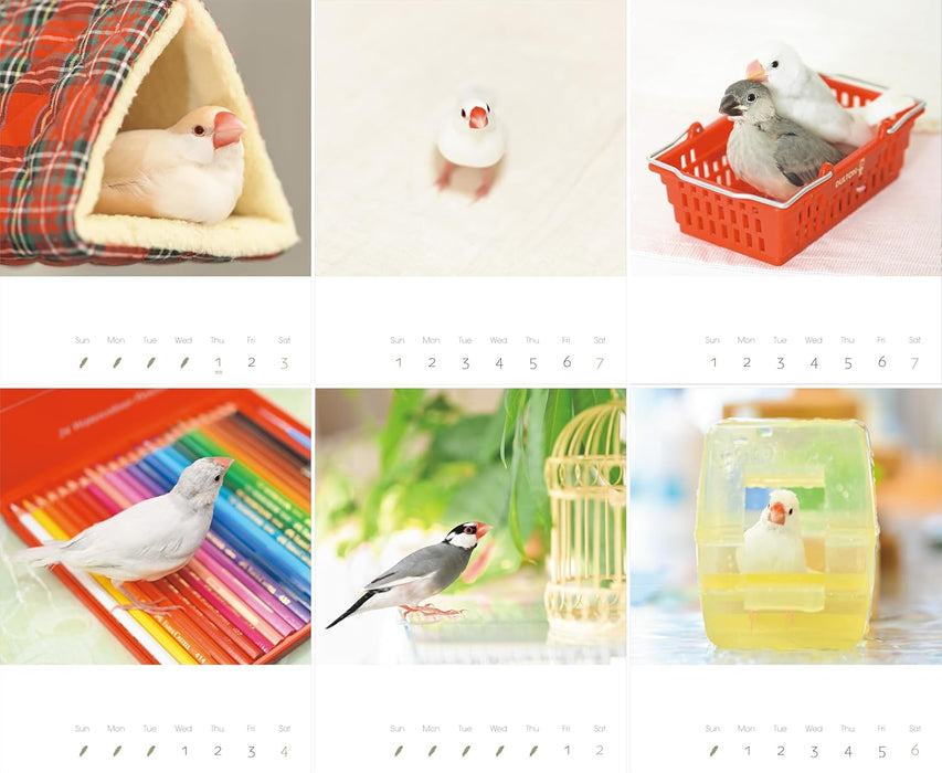 2026 Calendar Java Sparrow (Monthly/Wall Calendar) (Yama-Kei Calendar 2026)