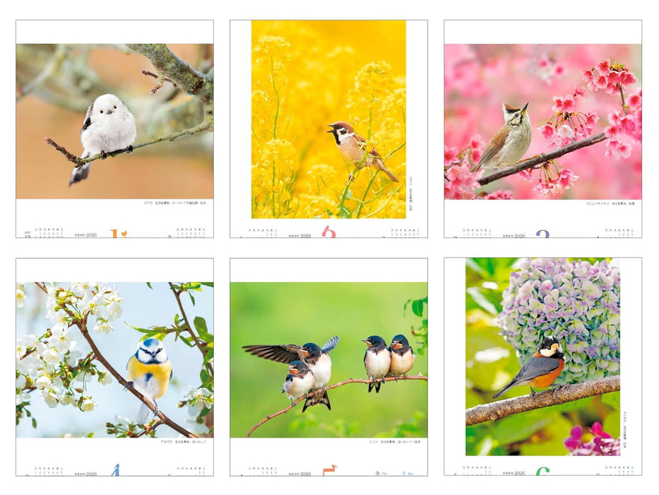 Mashikaku Calendar: Fuwamofu Kotori 2026 (Impress Calendar 2026)