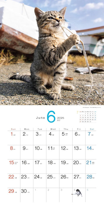 2025 Desperately Determined Cats Calendar