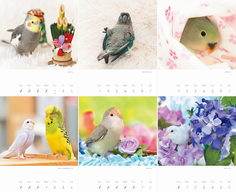 2026 Kawainko Calendar Parrots and Small Birds Calendar (Monthly/Wall Calendar) (Yama-Kei Calendar 2026)