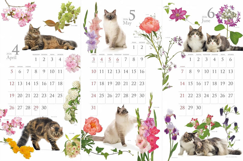 Calendar 2026 Cat and Flower Calendar (Monthly/Wall Calendar) (Yama-kei Calendar 2026)