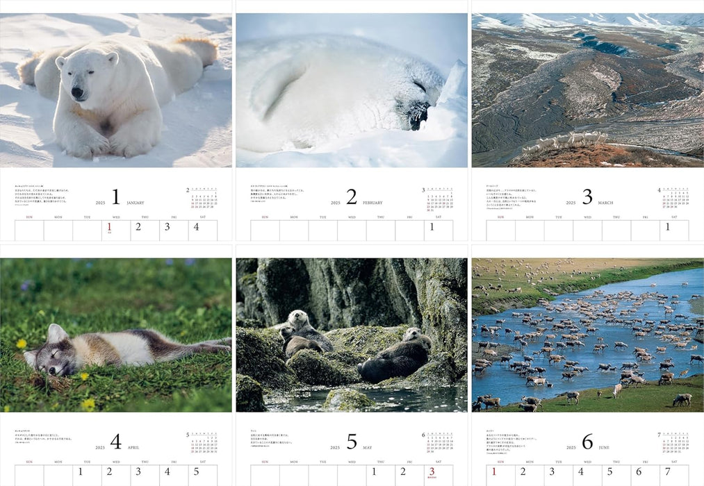 Calendar 2025 The best of Michio Hoshino, Creatures of the Arctic (Monthly/Wall Calendar) (Yama-kei Calendar 2025)