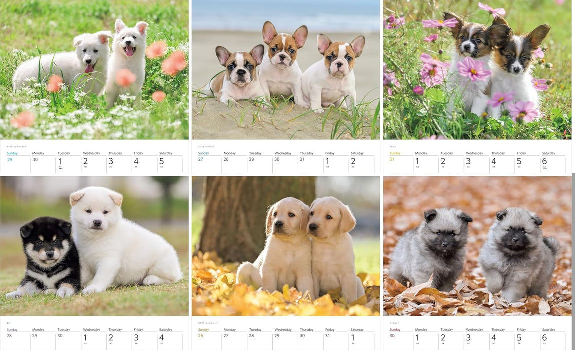 Calendar 2025 Dogs (Monthly/Wall Calendar) (Yama-kei Calendar 2025)