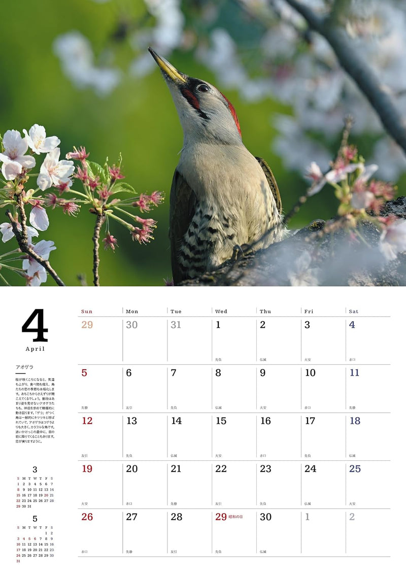 Common Wild Birds Calendar 2026 (Wall Hanging)