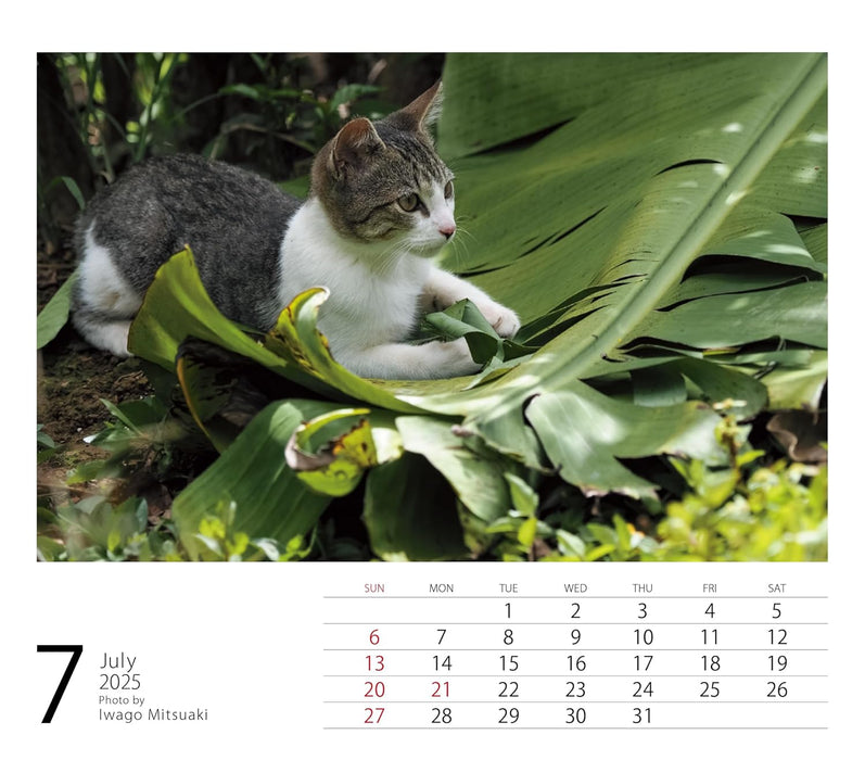 2025 Mini Calendar Mitsuaki Iwago Cats