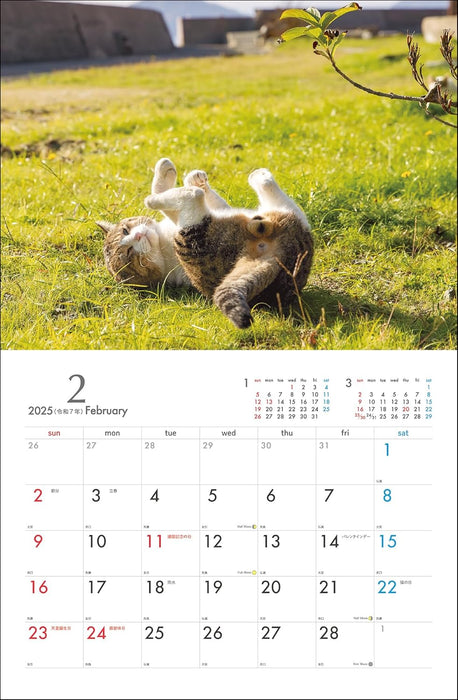 2025 Masayuki Oki Playful and Free-Spirited Island Cat Calendar