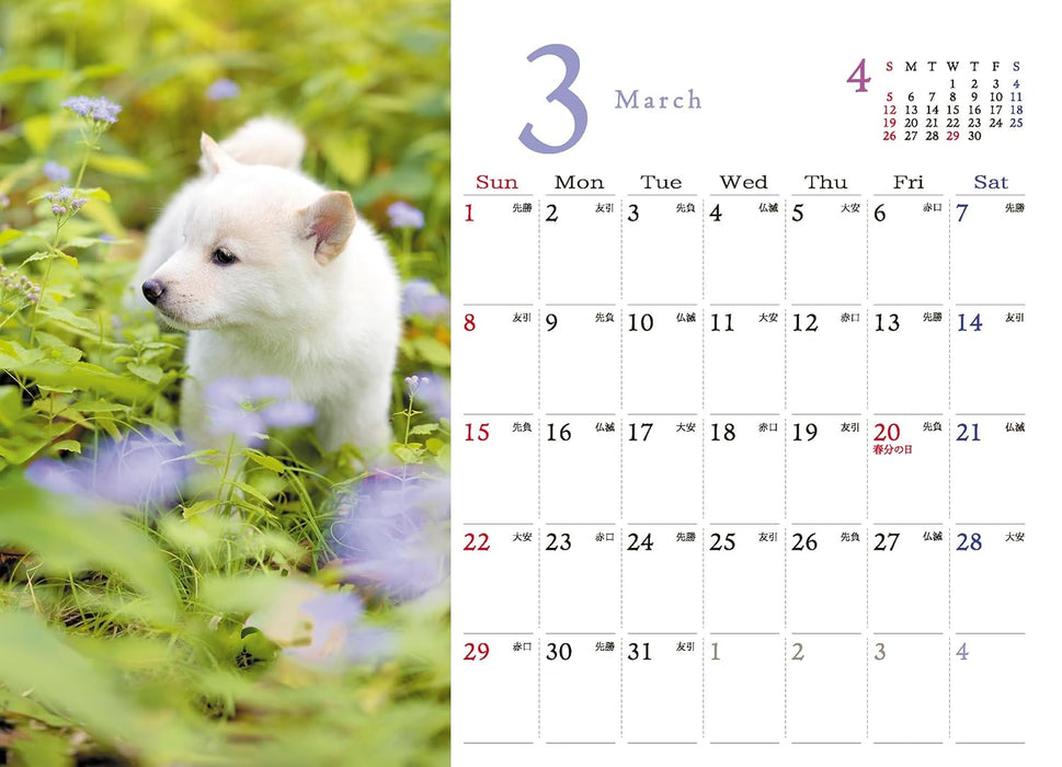 Shiba Inu Desk Calendar 2026
