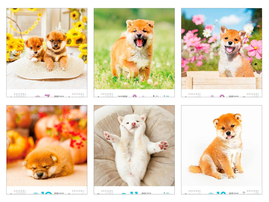 Calendar 2025 Fukufuku Shibainu (Monthly/Wall Calendar) (Impress Calendar 2025)