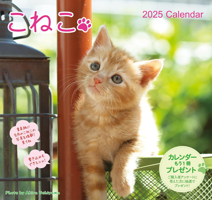 2025 Kitten Wall Calendar