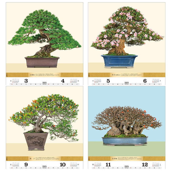 Todan 2025 Wall Calendar Bonsai 76.6 x 51.5cm TD-624