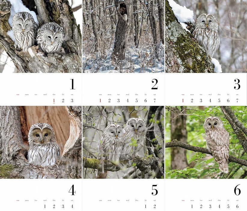 OWL Calendar 2026 (Monthly/Wall Calendar) (Yama-Kei Calendar 2026)
