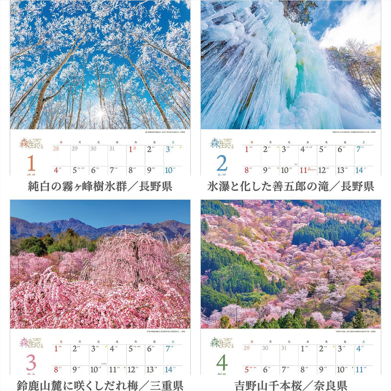 Shashin Koubou Calendar 'Natural Beatury in Japanese Forests' 2026 Wall Calendar (with Transparent Holder)