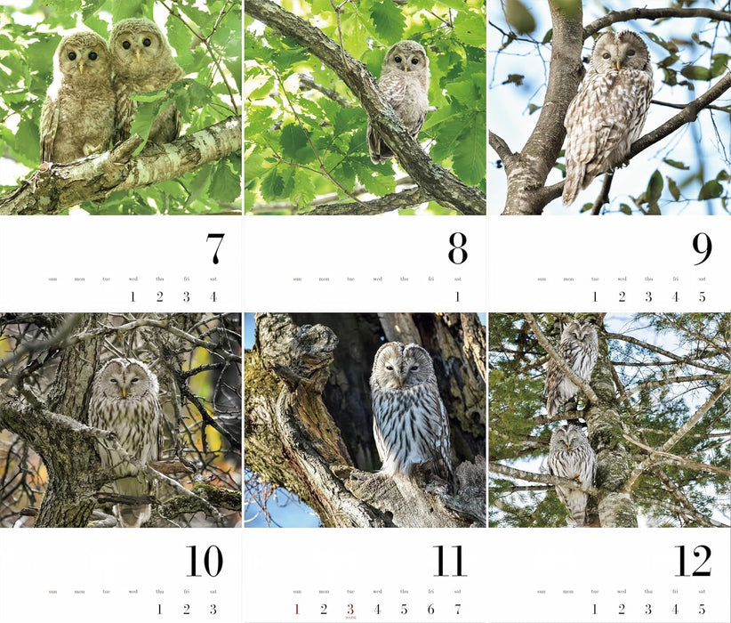 OWL Calendar 2026 (Monthly/Wall Calendar) (Yama-Kei Calendar 2026)