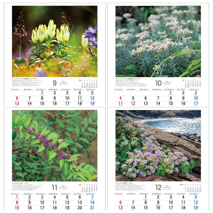 Todan 2026 Wall Calendar Japanese Wildflowers 53.5 x 38cm TD-818