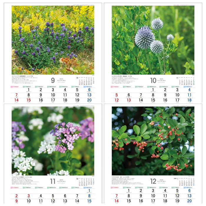 Todan 2025 Wall Calendar Japanese Wildflowers 53.5 x 38cm TD-818