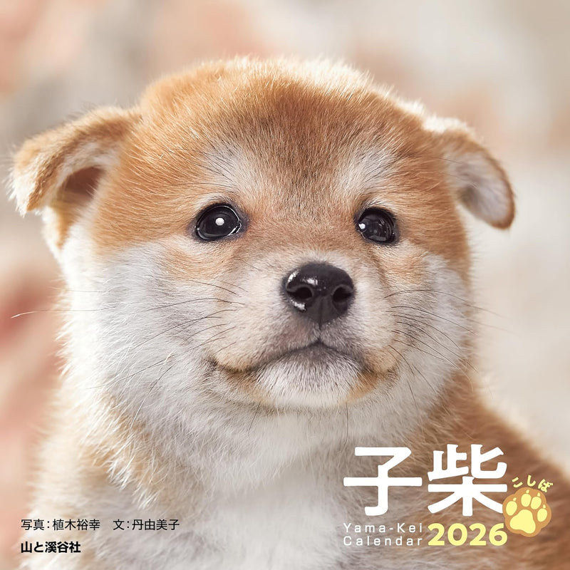 2026 Koshiba Calendar (Flip Desk/Ring Calendar) (Yama-Kei Calendar 2026)