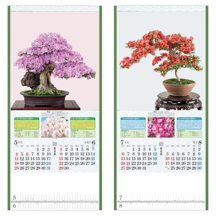 Todan 2025 Wall Calendar Satsuki Shu 76.5 x 35cm TD-784