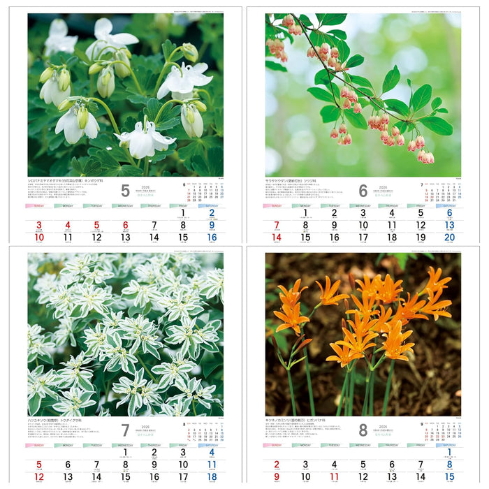 Todan 2026 Wall Calendar Japanese Wildflowers 53.5 x 38cm TD-818