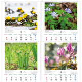 Todan 2025 Wall Calendar Japanese Wildflowers 53.5 x 38cm TD-818