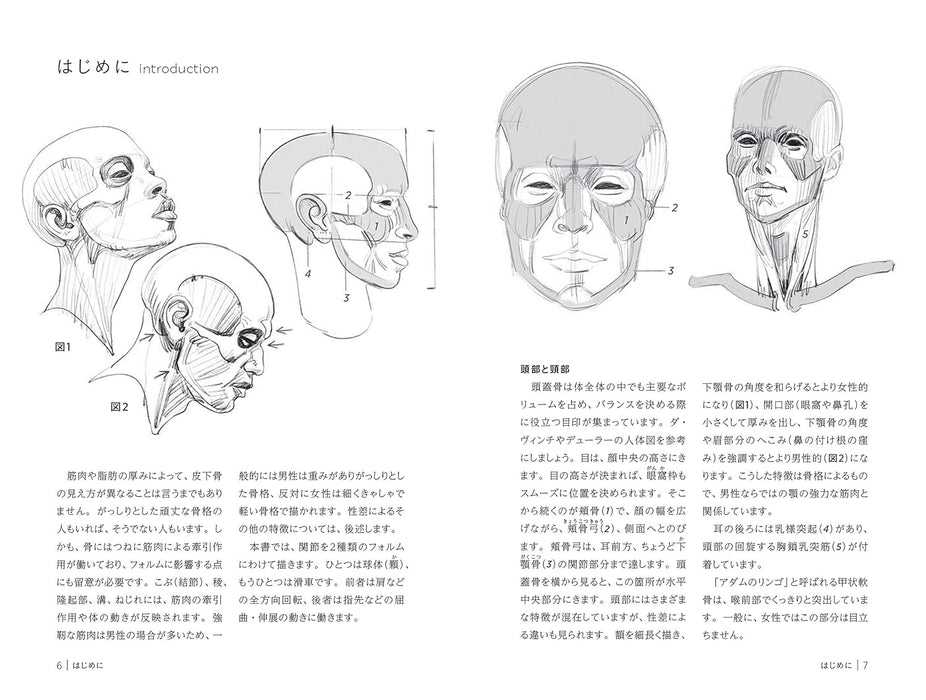 Drawing from Bones (Morpho Anatomy Drawing Mini Series)