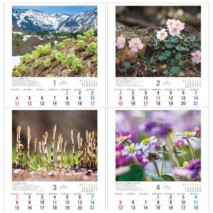 Todan 2026 Wall Calendar Japanese Wildflowers 53.5 x 38cm TD-818