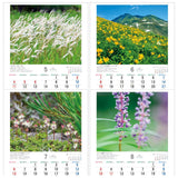 Todan 2025 Wall Calendar Japanese Wildflowers 53.5 x 38cm TD-818