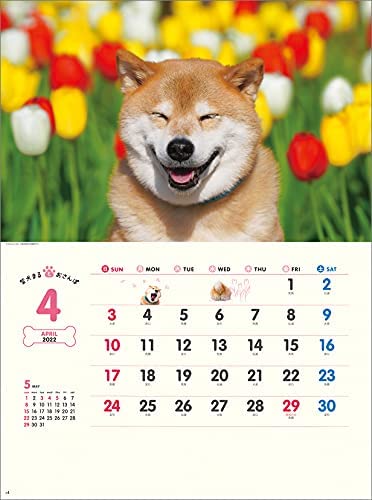 Walk with Shiba Inu Maru 2022 Wall Calendar CL22-392 White